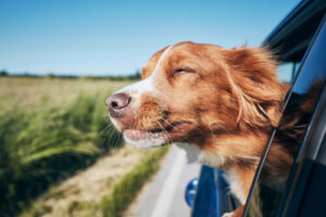 Flying with dog to Europe