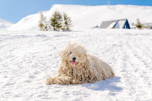 dog in winter